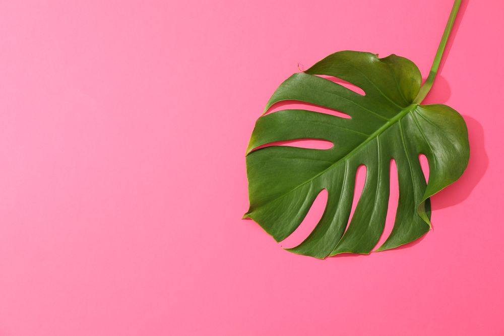 Green monstera on pink background, space for text