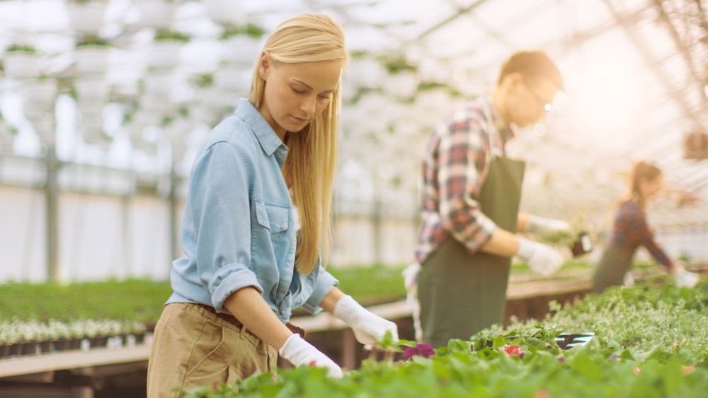 Team of Happy Gardeners Busily Working, Arranging, Sorting Colorful Flowers