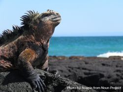 Colorful iguana on rock on the Galapagos Islands in Ecuador 5k67o0