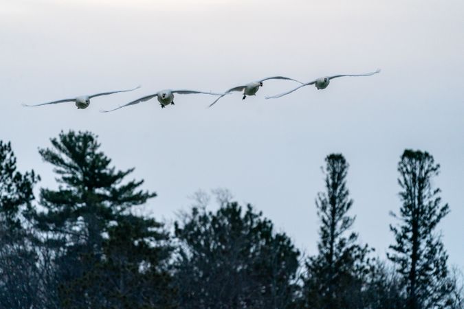 Trumpeter Swans in flight on overcast day in McGregor, Minnesota