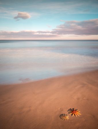 Starfish on sandy coast near sea