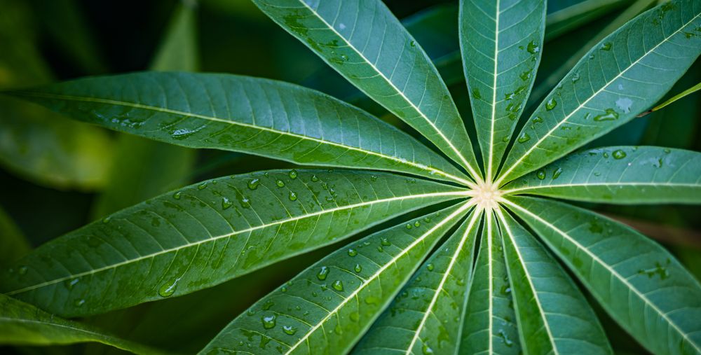 Top view of green plant leaves with dew
