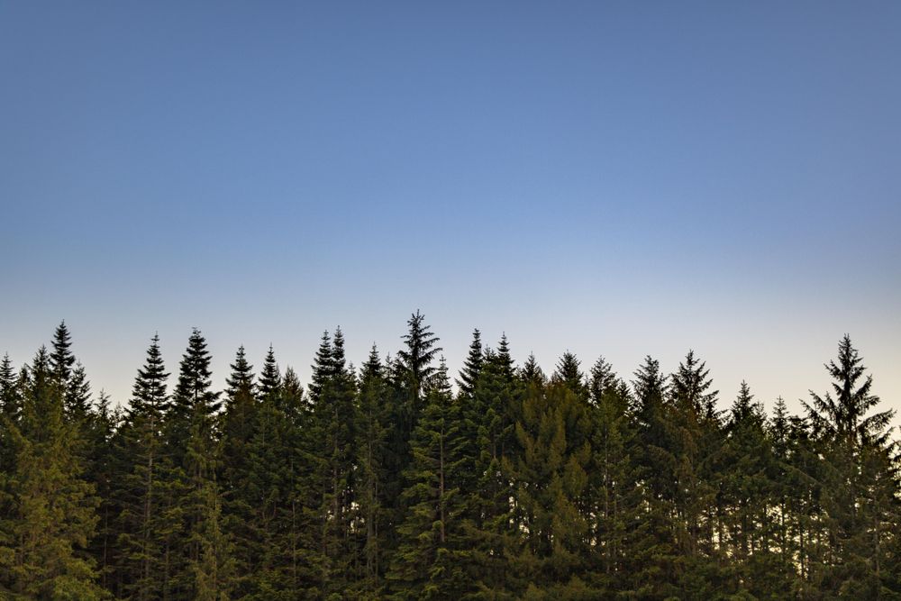 Blue clear sky with green tree tops