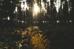 Shot of a leaf on a forest bed