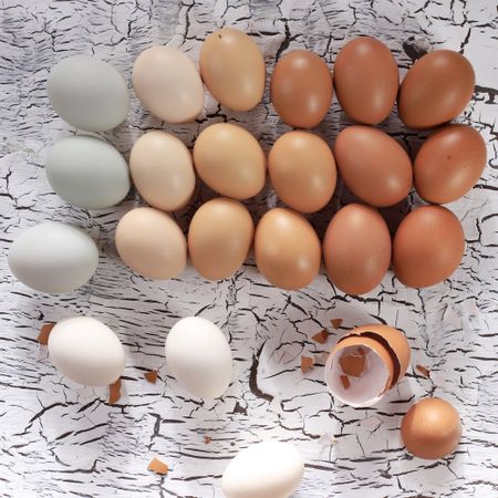 Various Chicken Egg Color, Different Shade of Eggs
