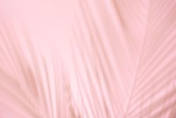 Tropical palm leaf shadows against pink background