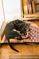 Cute dog curled up on bed in home 4ByQP5