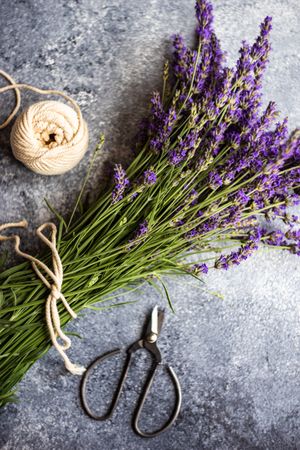 Wrapped bunch of lavender flowers on counter with shears and string
