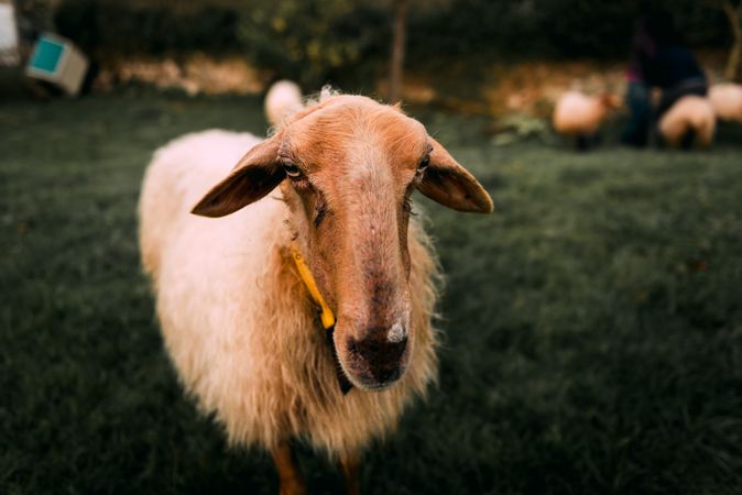 Sheep on green grass near bushes