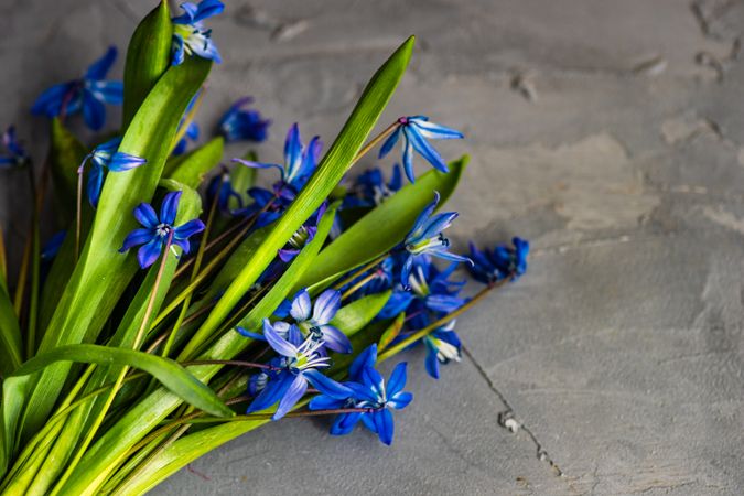 Spring floral card concept with blue scilla flowers on concrete
