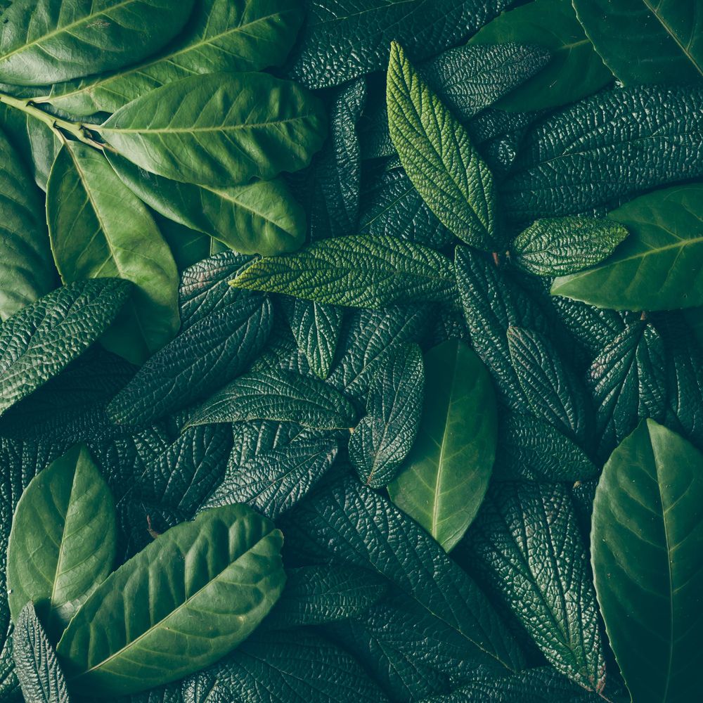 Creative layout made of green leaves