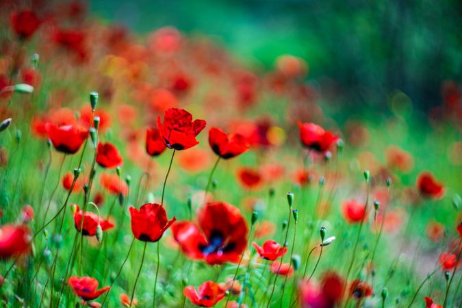 Red poppy flowers in meadow