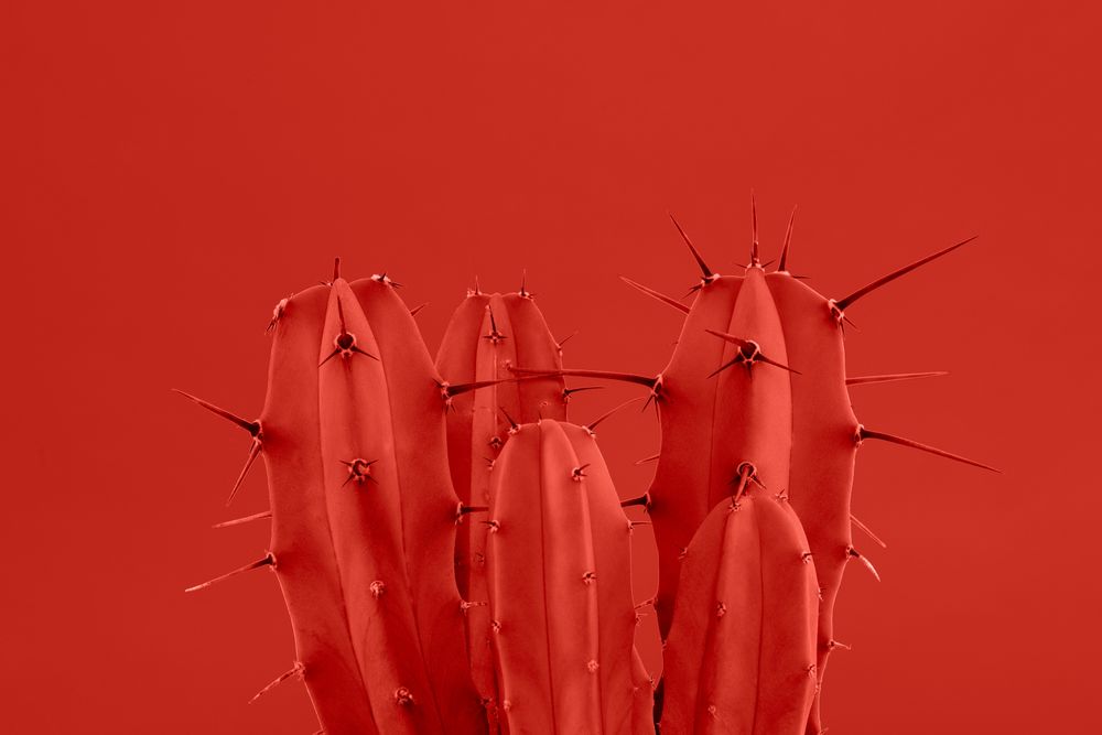 Red Cactus with spikes on a red background