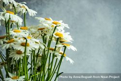Side view of daisy flowers as a summer background 4BaM2M