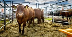 Flock of cows in paddock on farm