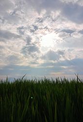 rice fields with a view of the sky