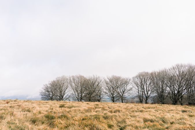 Brown field and trees