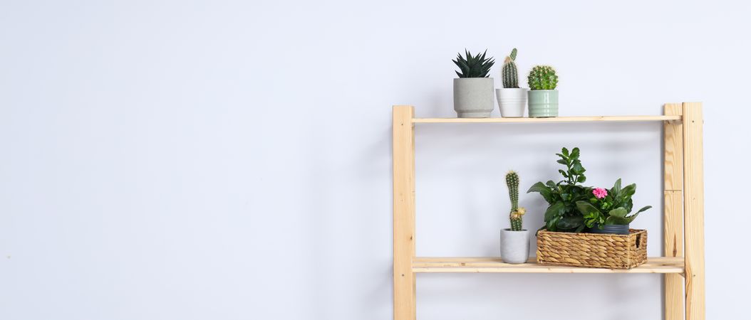 Cozy hobby - growing indoor plants at home