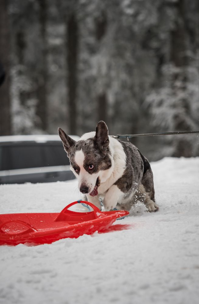 Funny corgi in the winter forest plays with snow.