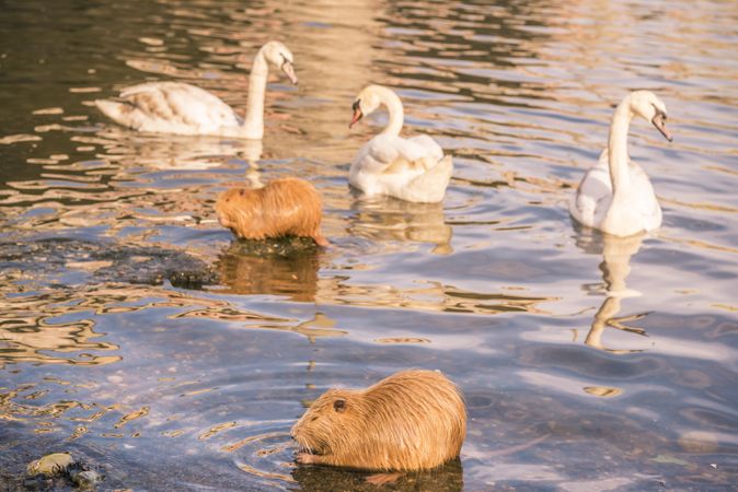 Birds and animals on  Vltava river in Prague