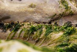 Wet algae on stone