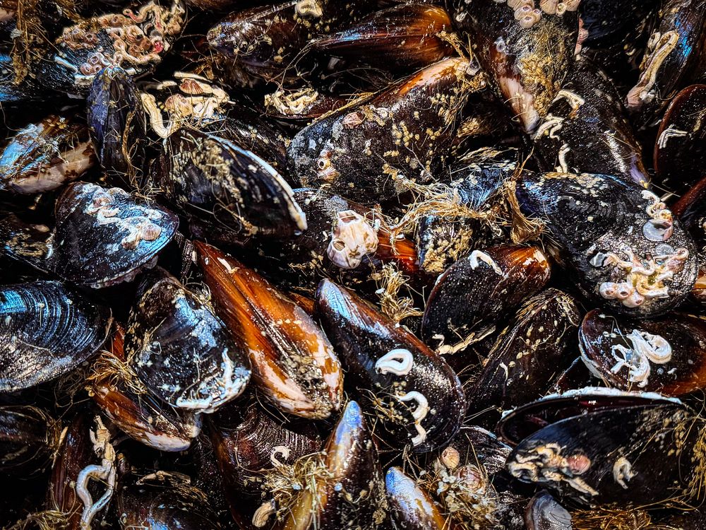 Fresh muscles for sale in market