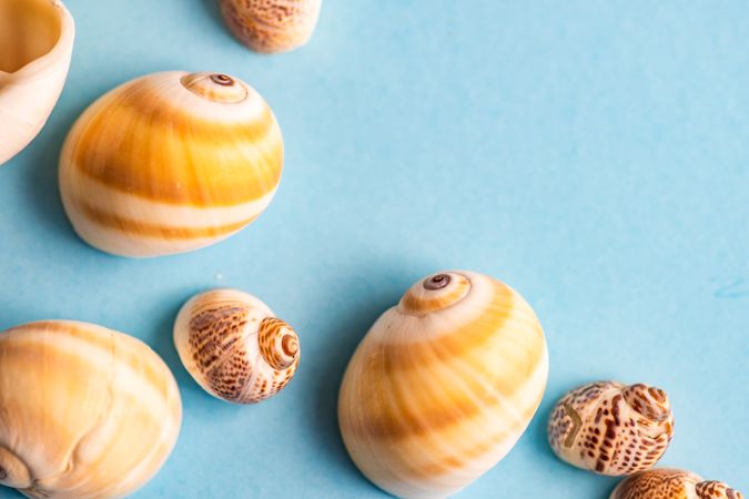 Summer flatlay with sea shells on baby blue background