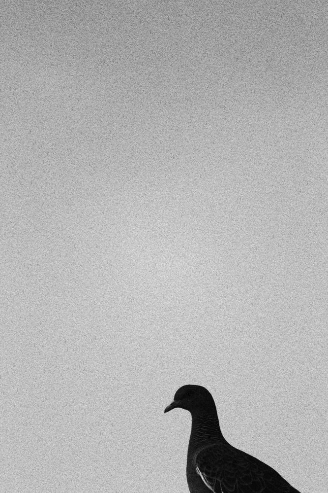 Grayscale photo of shadow of bird on wall