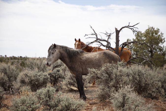 Two wild horses in Arizona desert scrub brush