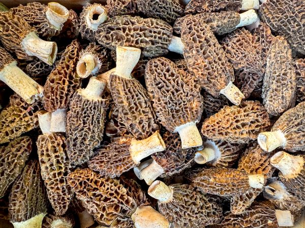 Dried morels for sale in market
