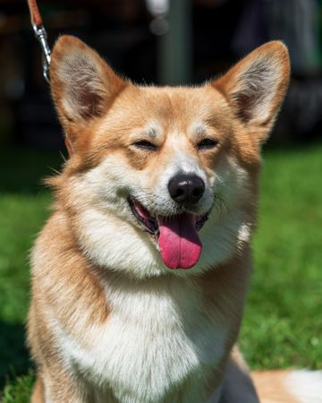 Cardigan Welsh Corgi at a dog show. Sunny day.