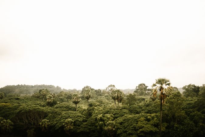 Green trees in forest and cloudy sky
