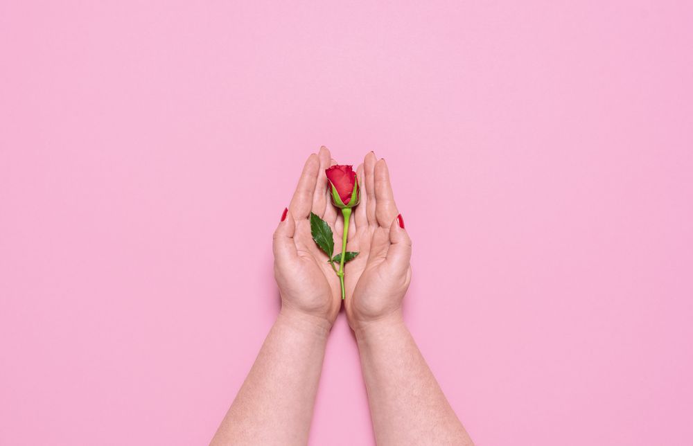 Woman hands holding a red rose on pink background