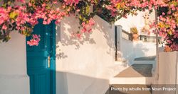 Lane with blue doors and pink bougainvillea flowers 5rWoZ4