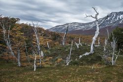 Dry tree trunks in valley at foot of mountains