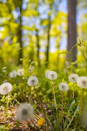 Forest bed with dandelions, vertical