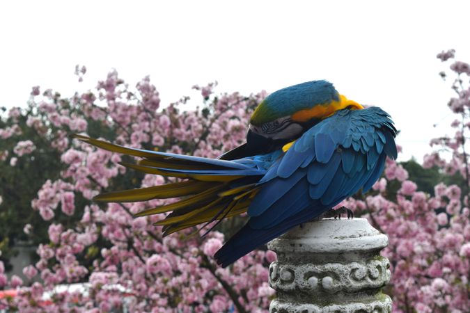 Wuji Tianyuan Temple Parrot With Cherry Blossoms Background