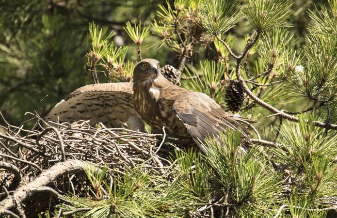 Eagle near newborn bird in nest