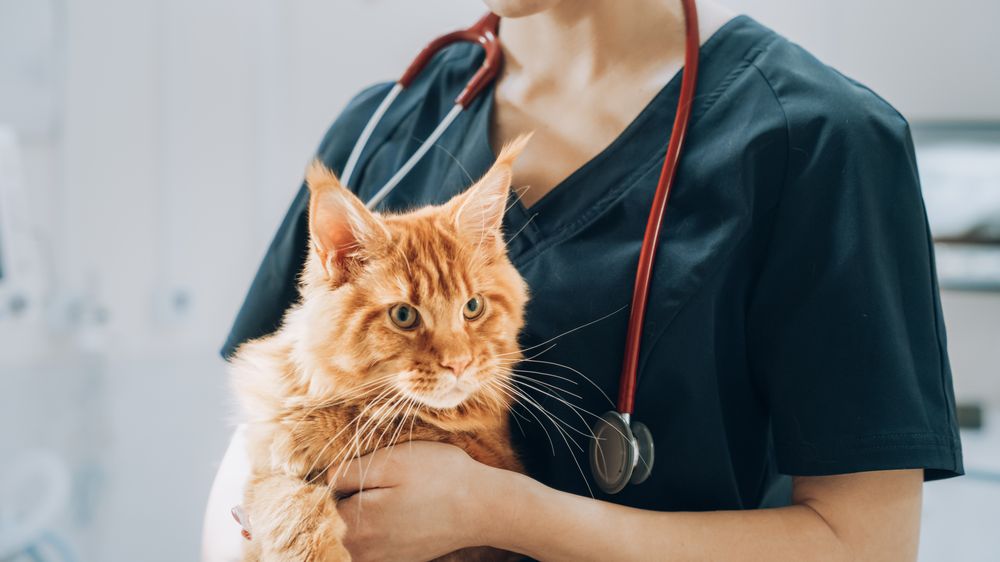 Professional Veterinarian with Stethoscope Holding a Red Maine Coon in a Contemporary Medical Veterinary Clinic Facility.
