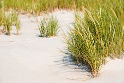 Close-up of green marram grass on Sylt Island