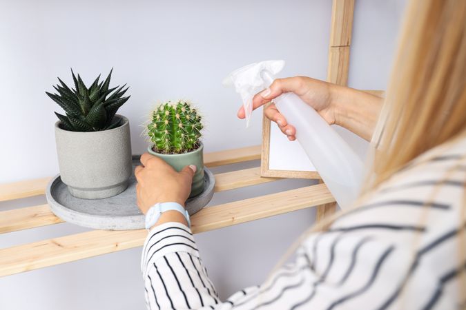 Cozy hobby - growing indoor plants at home