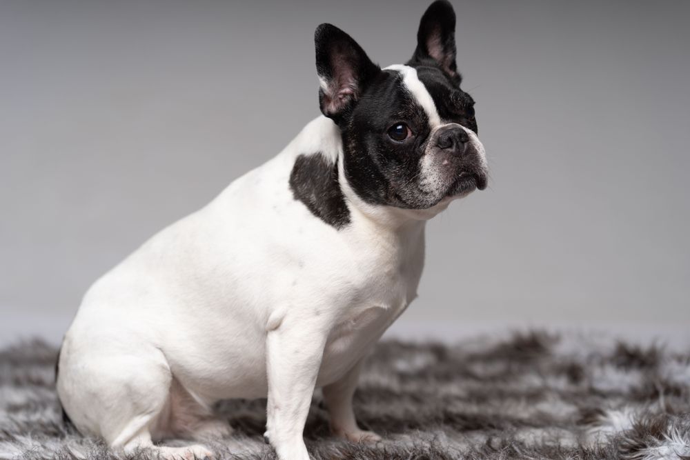 Cute small pitbull on rug