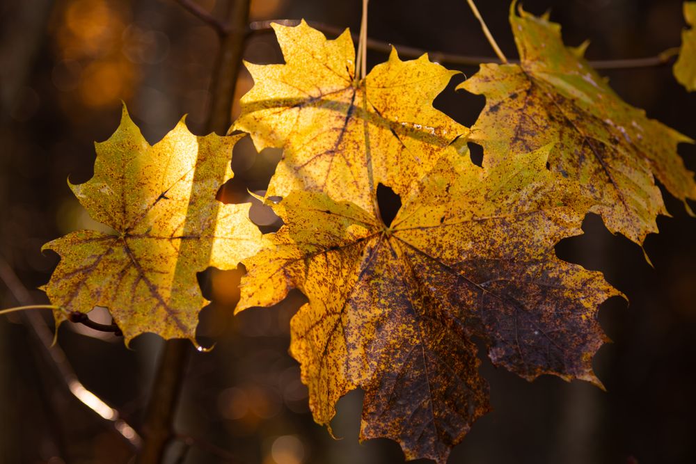 Maple Leaves on Branch in Golden Sunlight