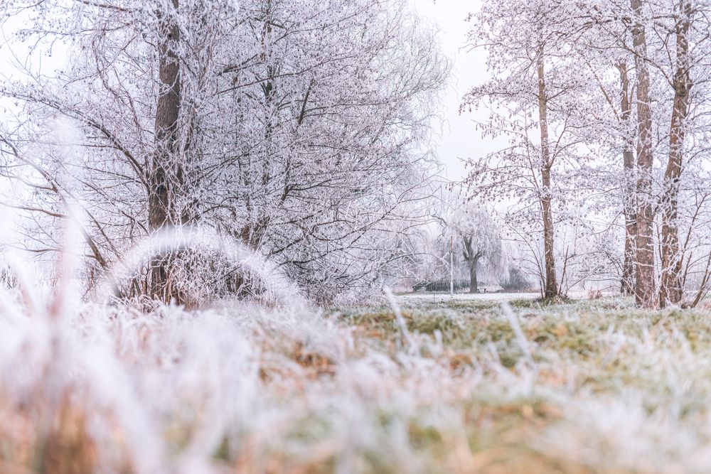 Grass and trees with frost and ice