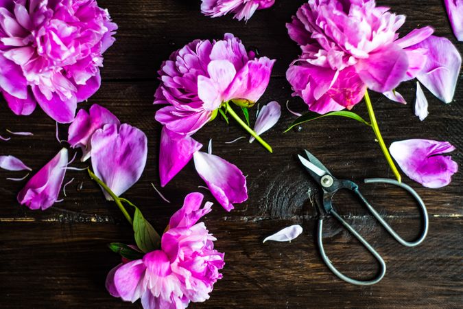 Peony flowers scattered on table with shears