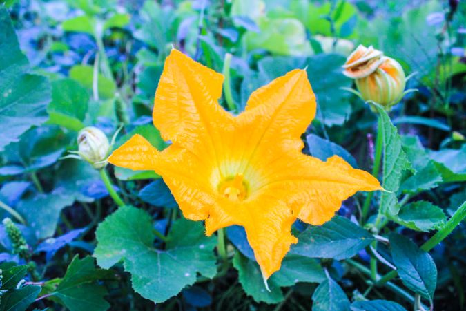 Orange flower in bloom in field