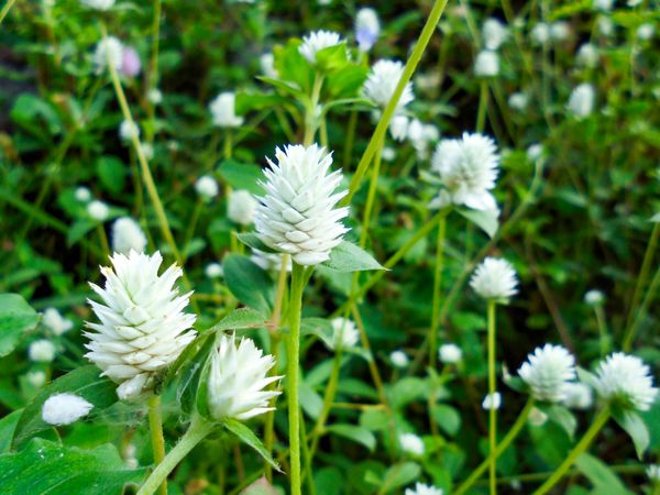 Alternanthera philoxeroides