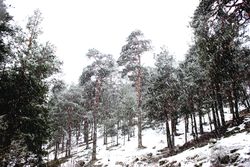 Snowy path in conifer forest