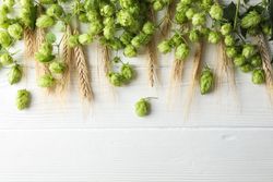 Hop cones and spikelets on wooden background, copy space