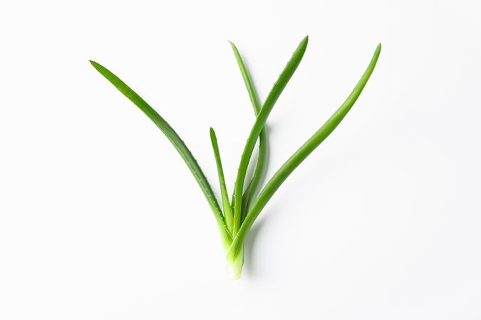 Aloe vera plant on plain background, space for text. Natural treatment